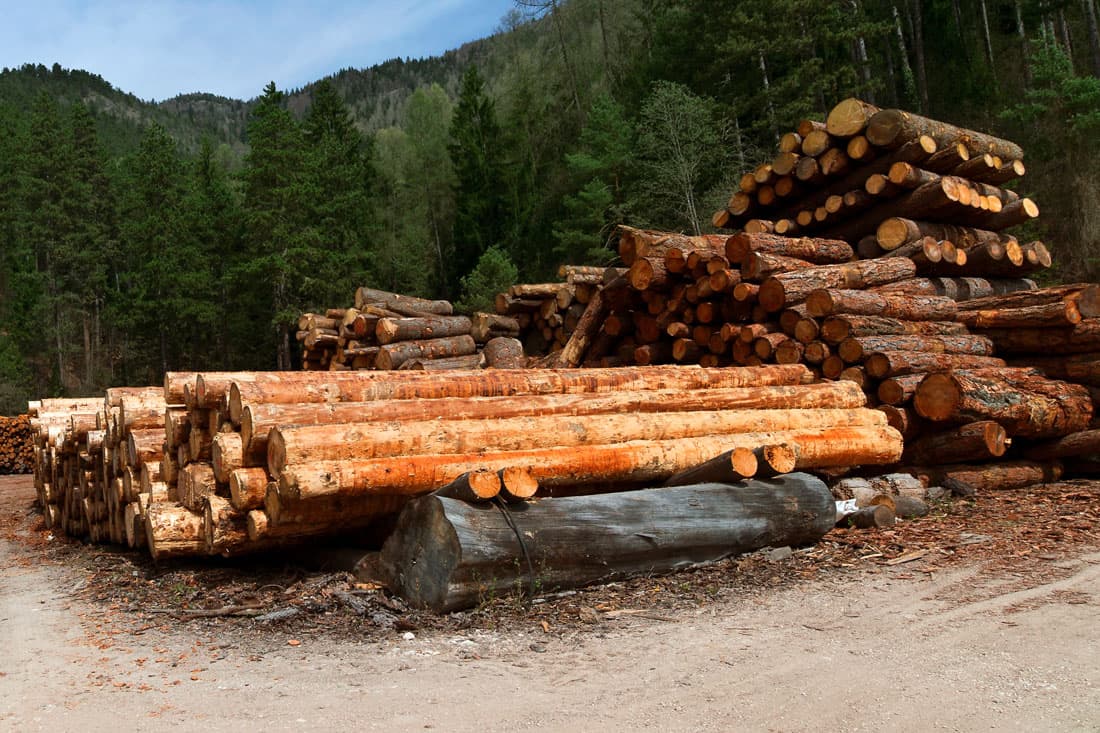 Aserradero de troncos en Galicia