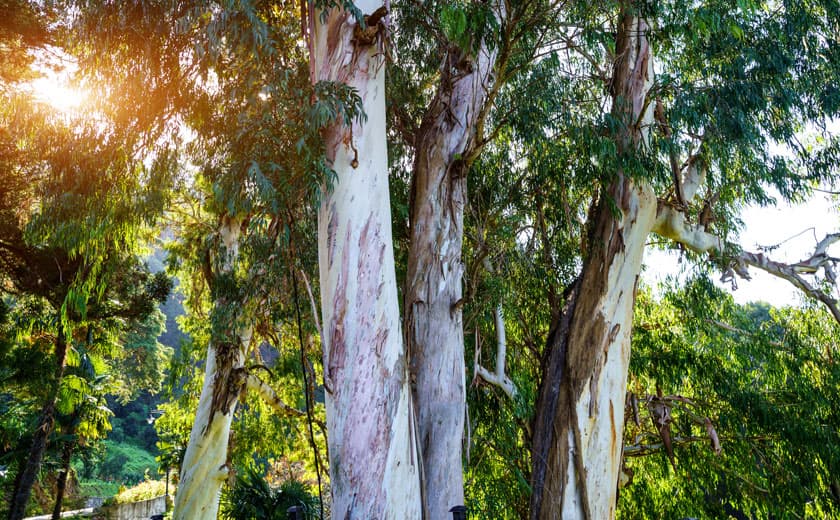 Aserradero madera de eucalipto