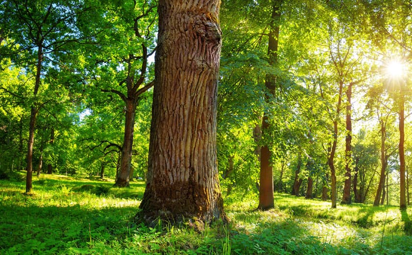 Aserradero madera de roble