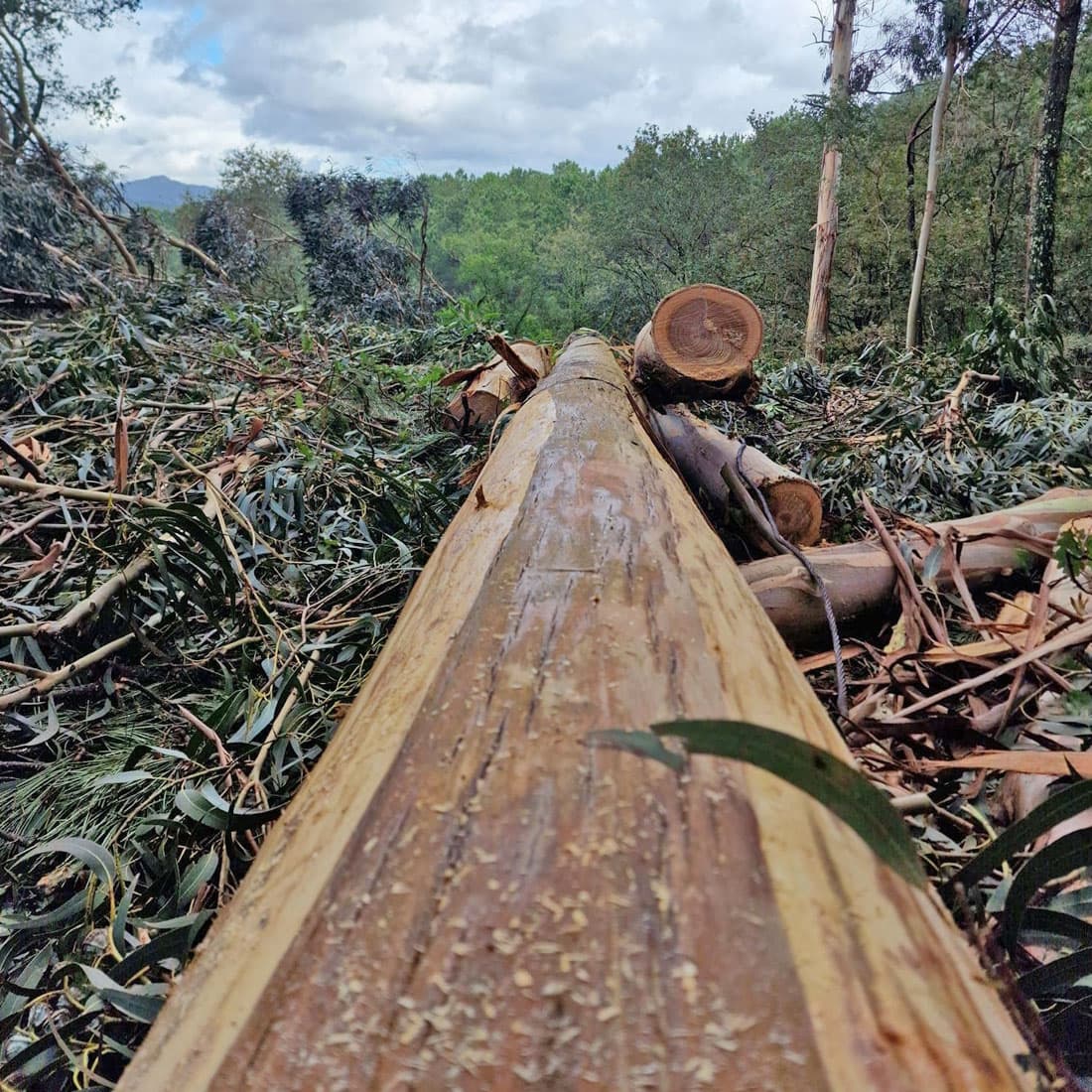 Desbrozar en finca en Galicia