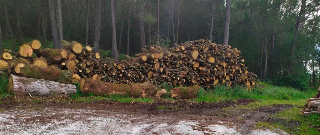 Tarrioforest aserradero en A Estrada